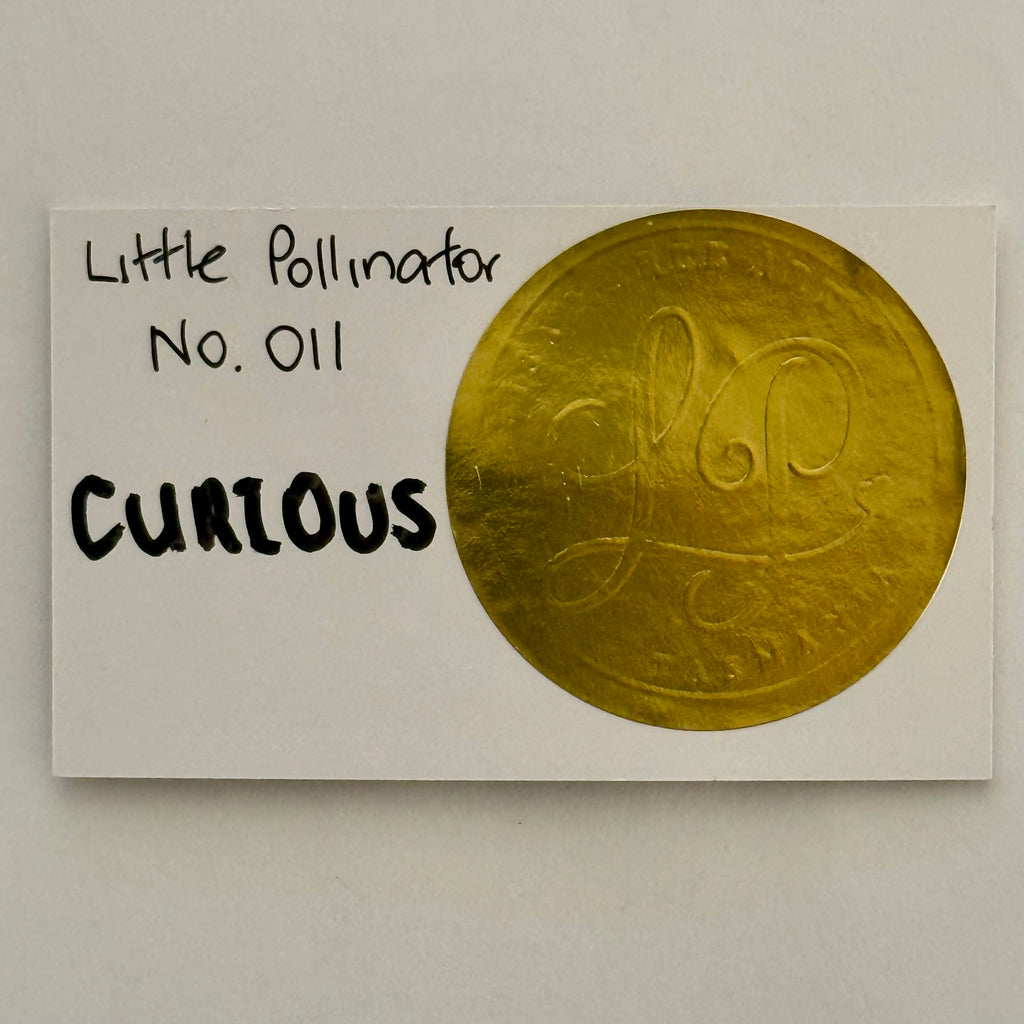 Little Pollinator No. 011 Curious